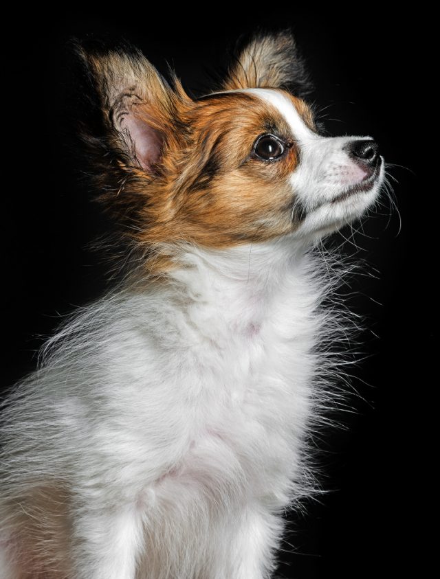 Fotografování psů: psí portrét s černým pozadím.