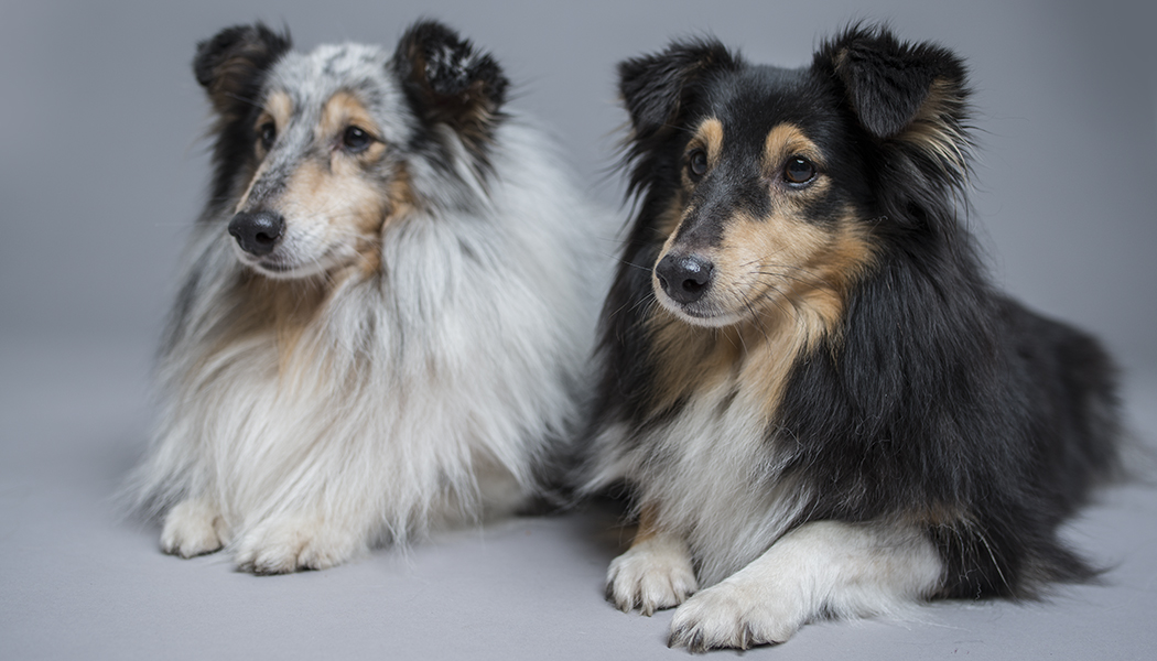 Fotografování psů: získejte krásné psí portréty doma i venku