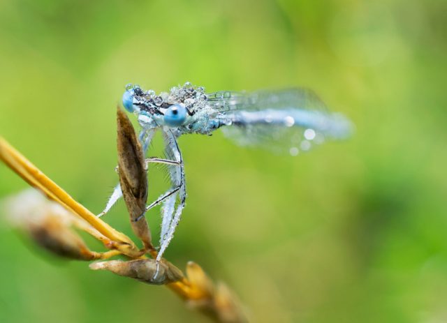 Makro vs. close up: snímek celé vážky.