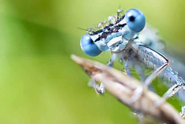 Makro vs. close up: makrofotografie vážky.