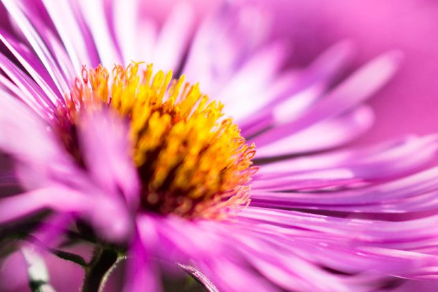 Makro vs. close up: makrofotografie květiny.