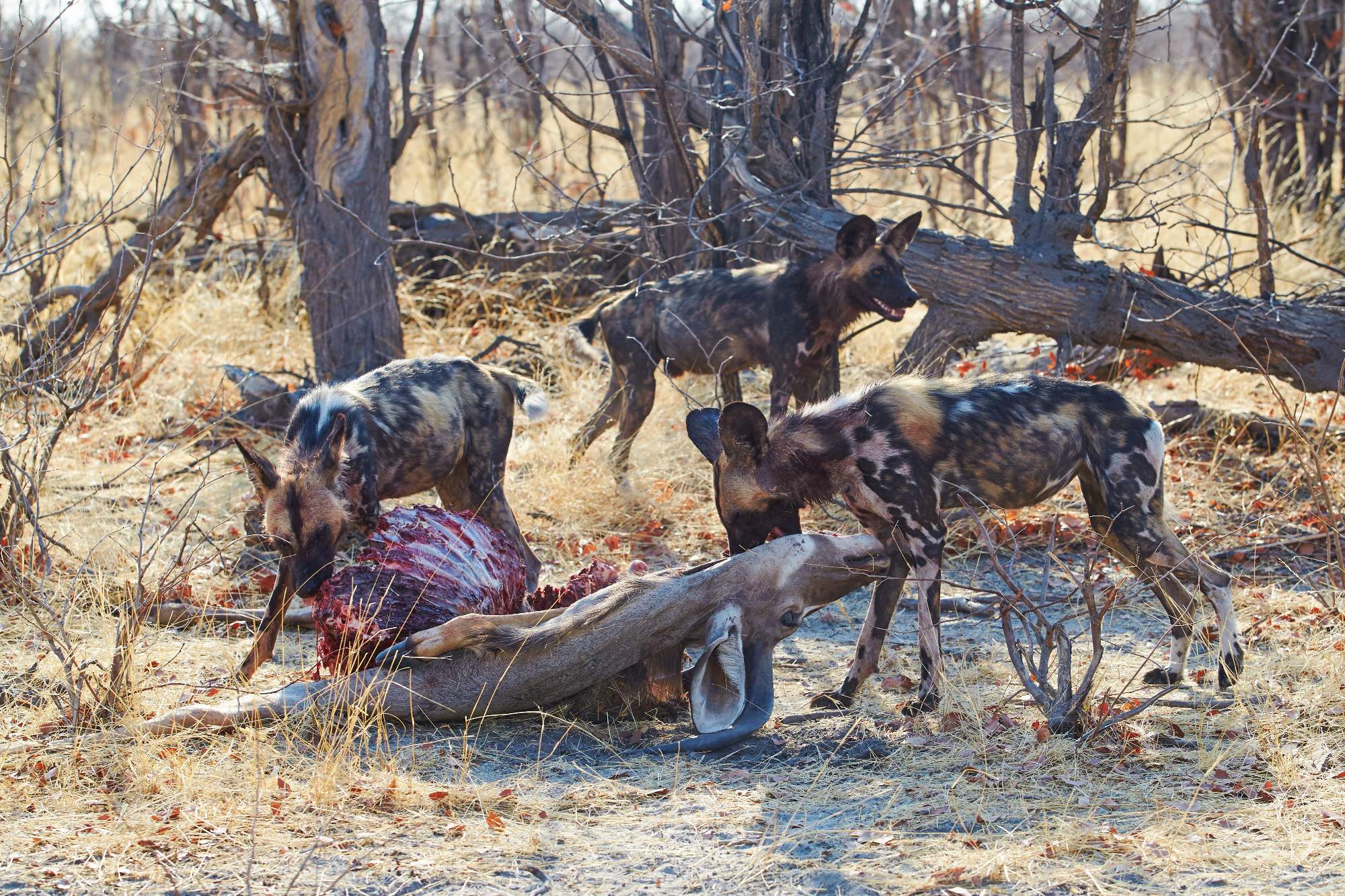 Fotografická výprava za psy hyenovitými, nepolapitelnými stíny Afriky