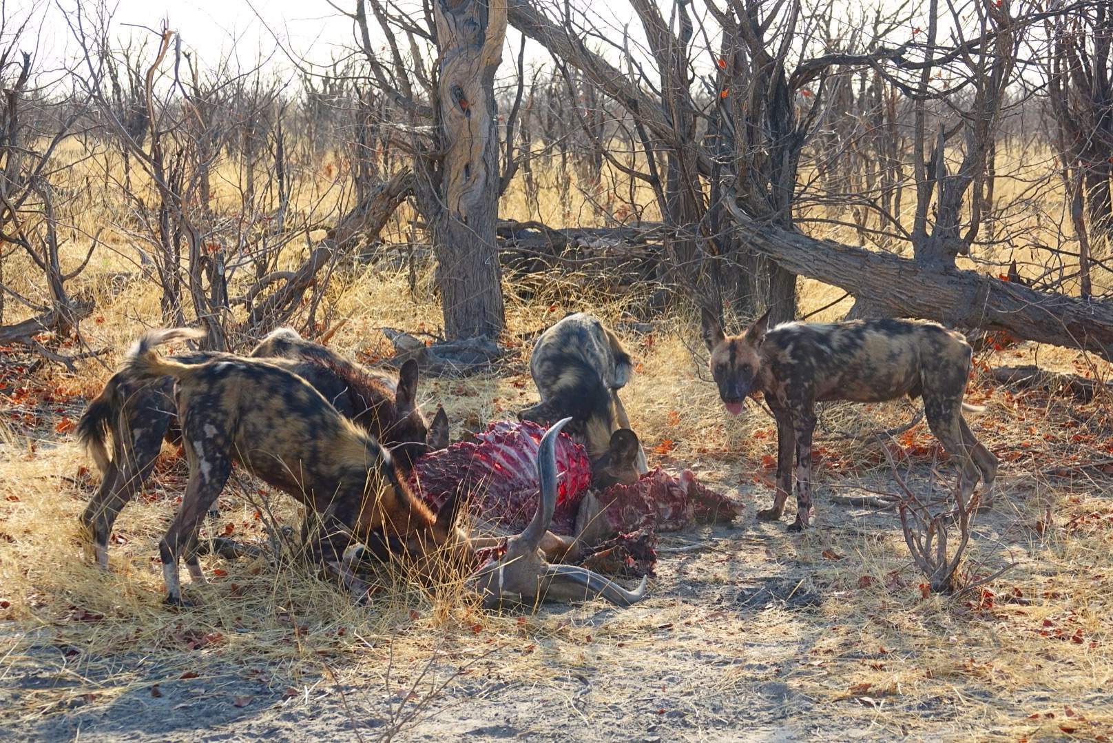 Fotografická výprava za psy hyenovitými, nepolapitelnými stíny Afriky