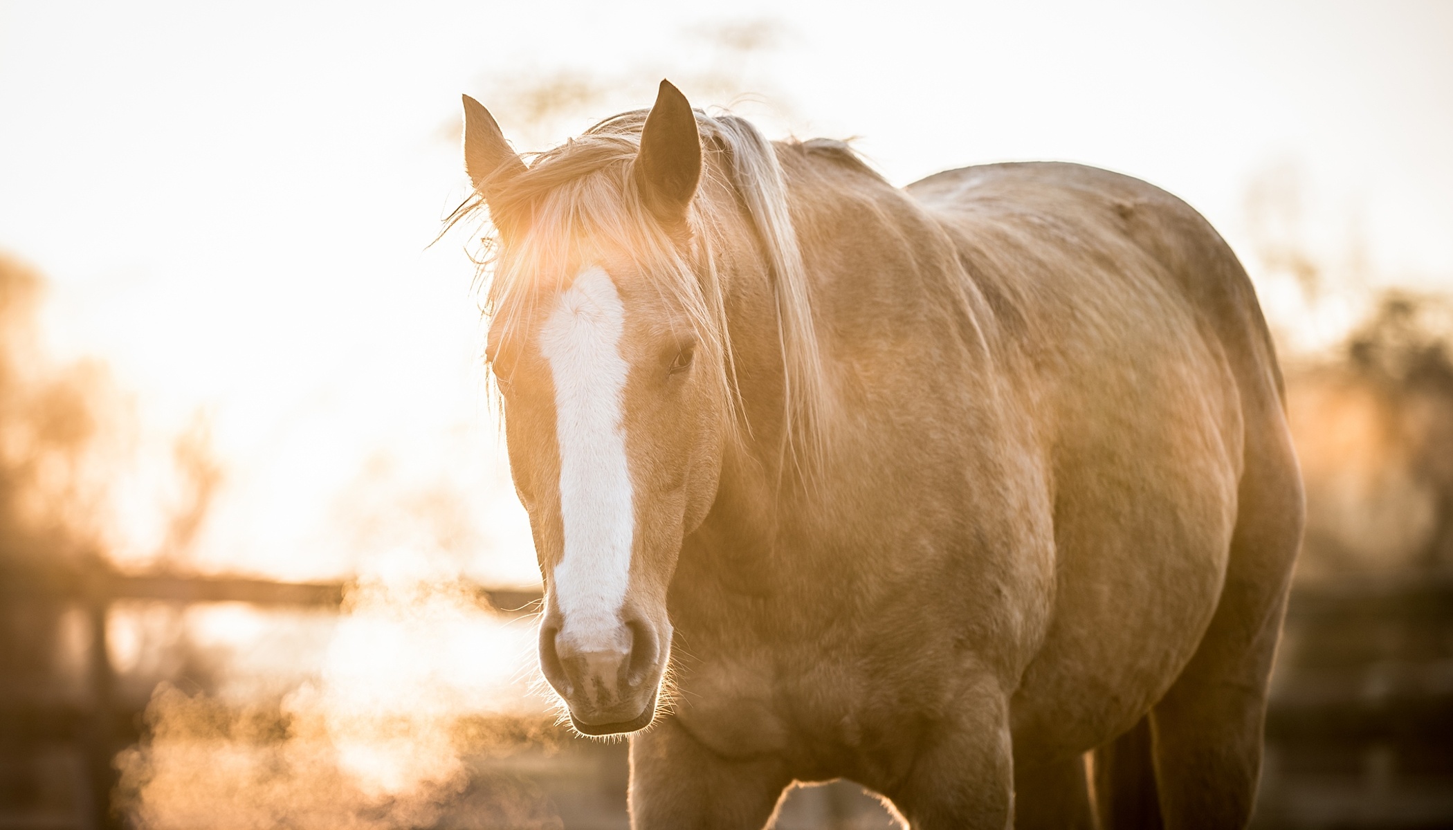 Jak fotit koně? Vykoupat, uši dopředu a pohlídat kompozici | Milujeme  fotografii – vše o digitální fotografii
