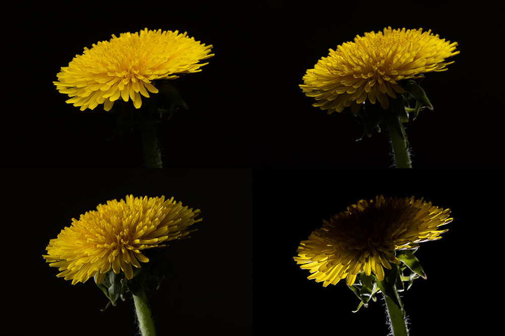 Jak fotit květiny doma