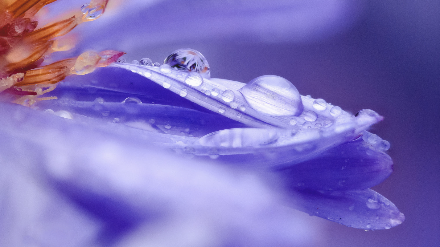 Příslušenství k makrofotografii, rozprašovač, květina