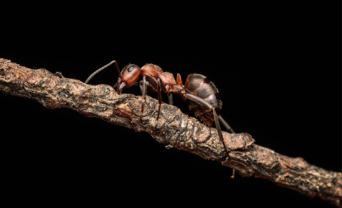 Příslušenství k makrofotografii, mravenec, černé pozadí