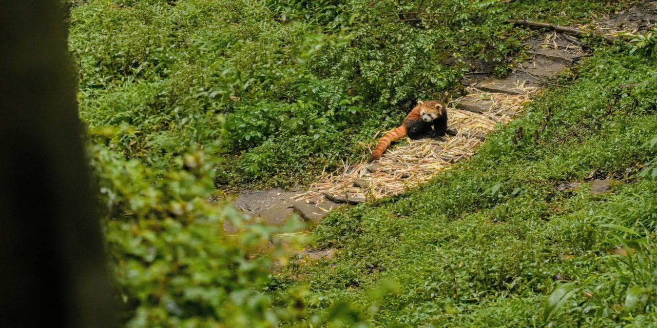 Čína, Panda červená