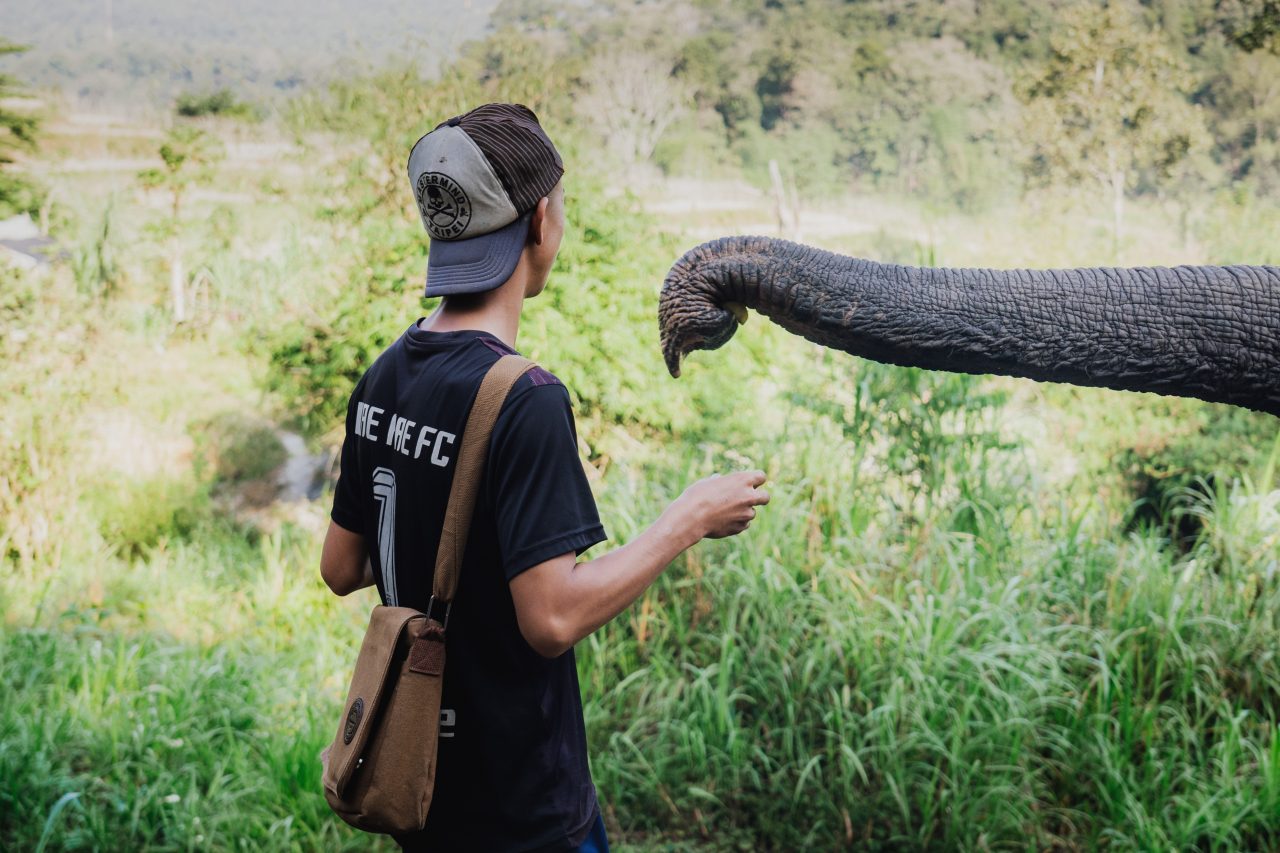 Thajsko, Čechvala, sloní chobot