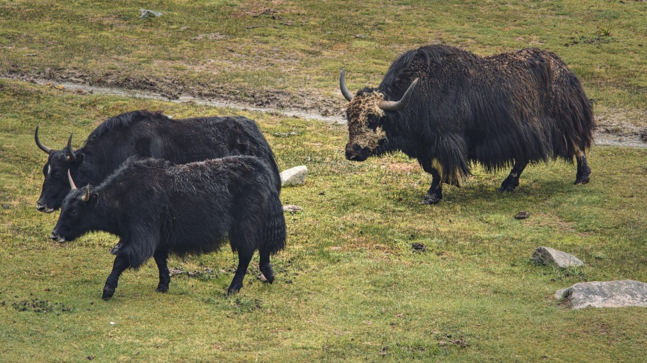 Čína, Východní Tibet