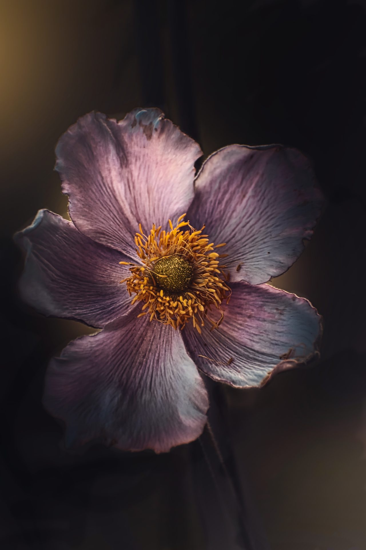 Rozhovor Miriam Popperová, makro, květina, růžový květ