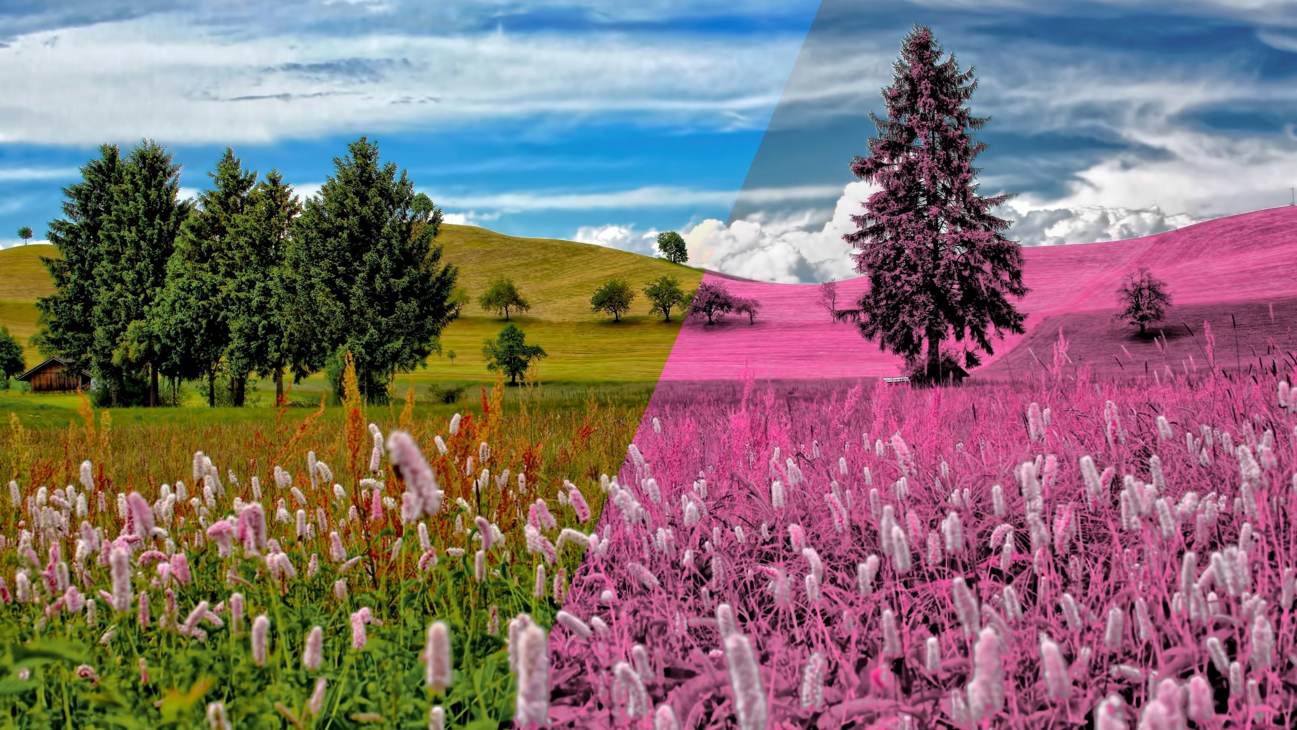 Jak vytvořit efekt infračervené fotografie Pomůže vám Zoner Photo Studio