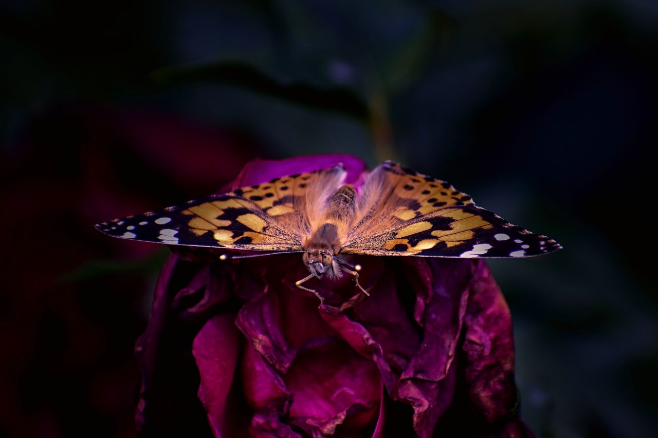 Rozhovor Miriam Popperová, makro, růže, motýl