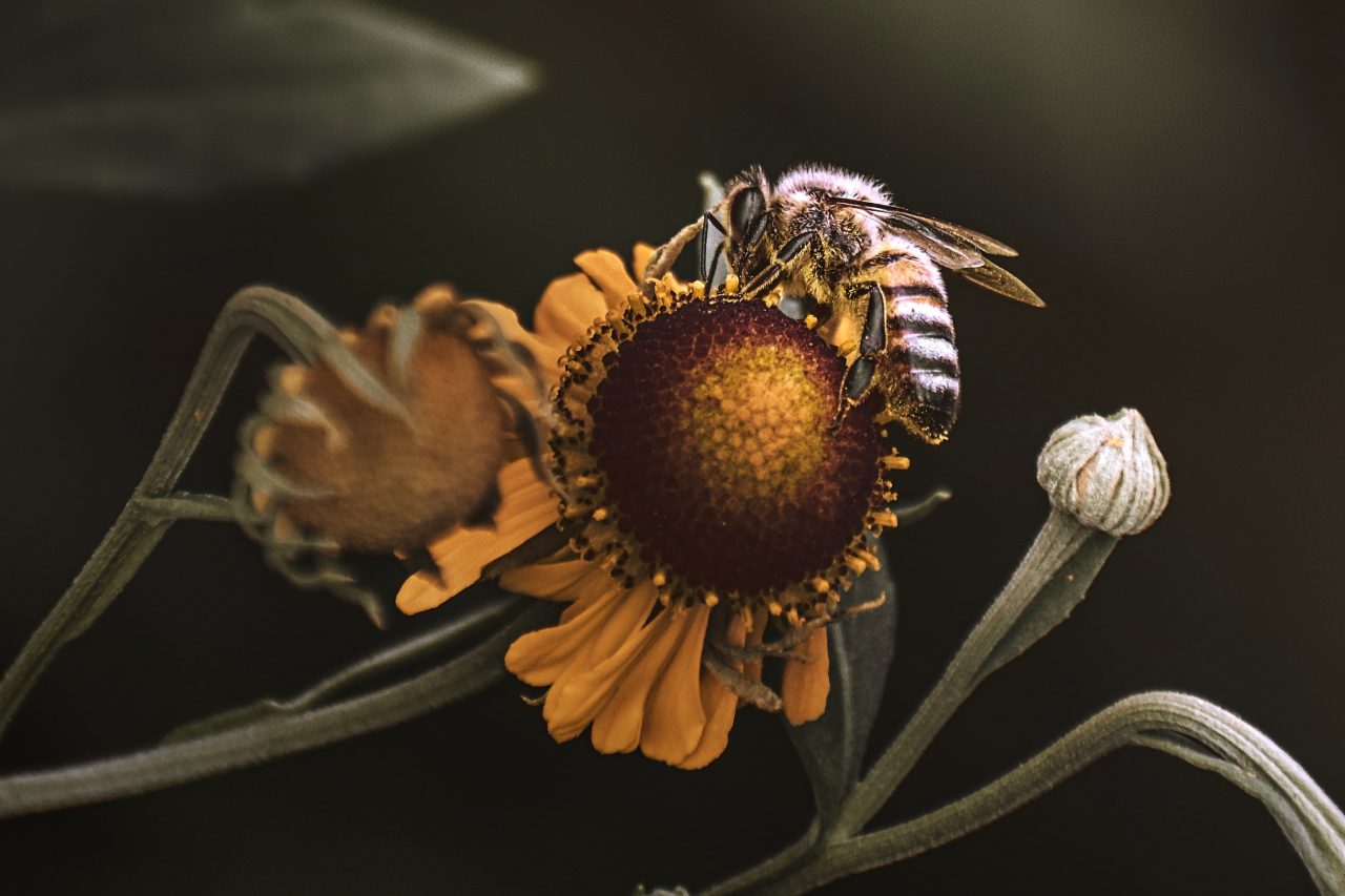 Rozhovor Miriam Popperová, makro, včela