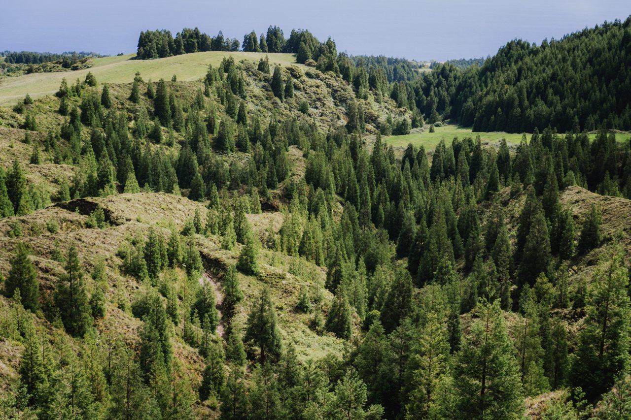 Vše, co potřebujete vědět o zelené barvě, krajina