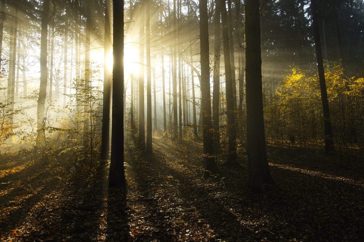 skutečná HDR, les se sluncem, sdr