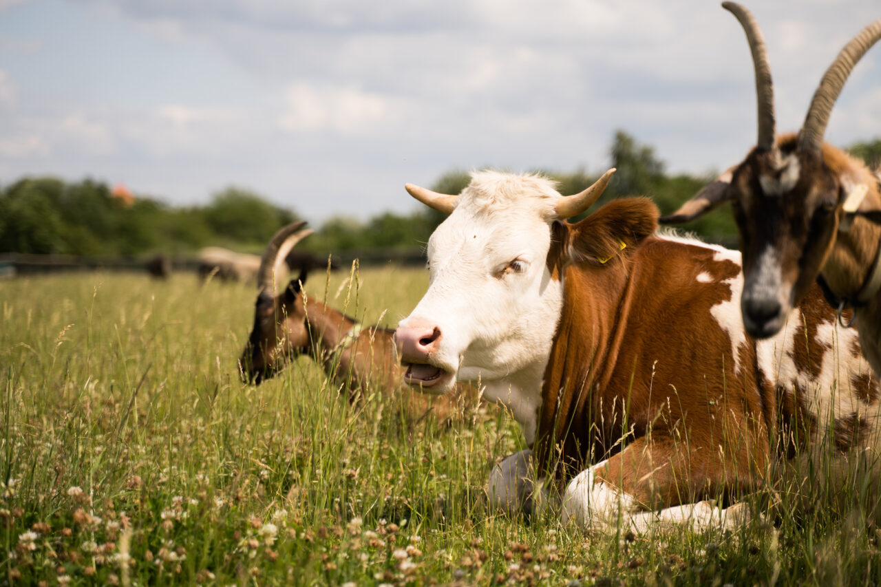Focení zvířat na farmě – kráva v trávě
