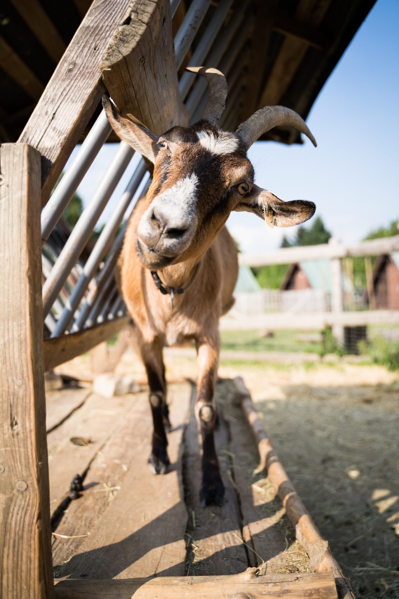 Focení zvířat na farmě – koza na azylové farmě