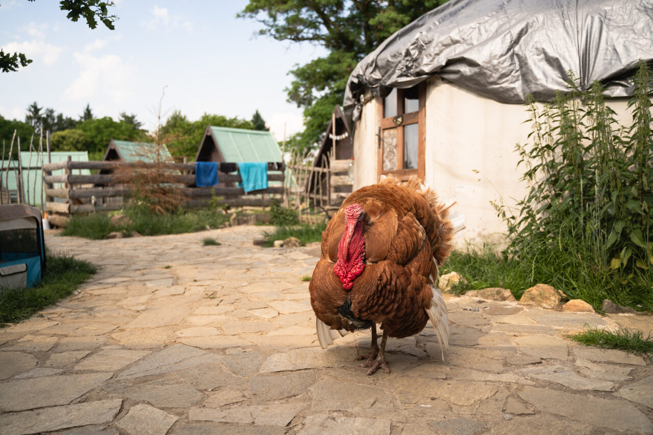 Focení zvířat na farmě – portrét krocana