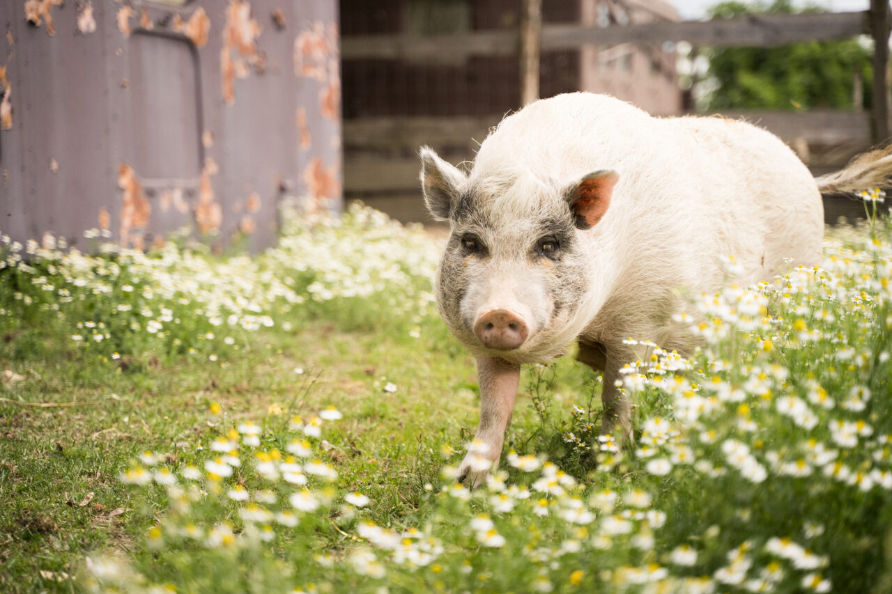 Focení zvířat na farmě – prase v trávě
