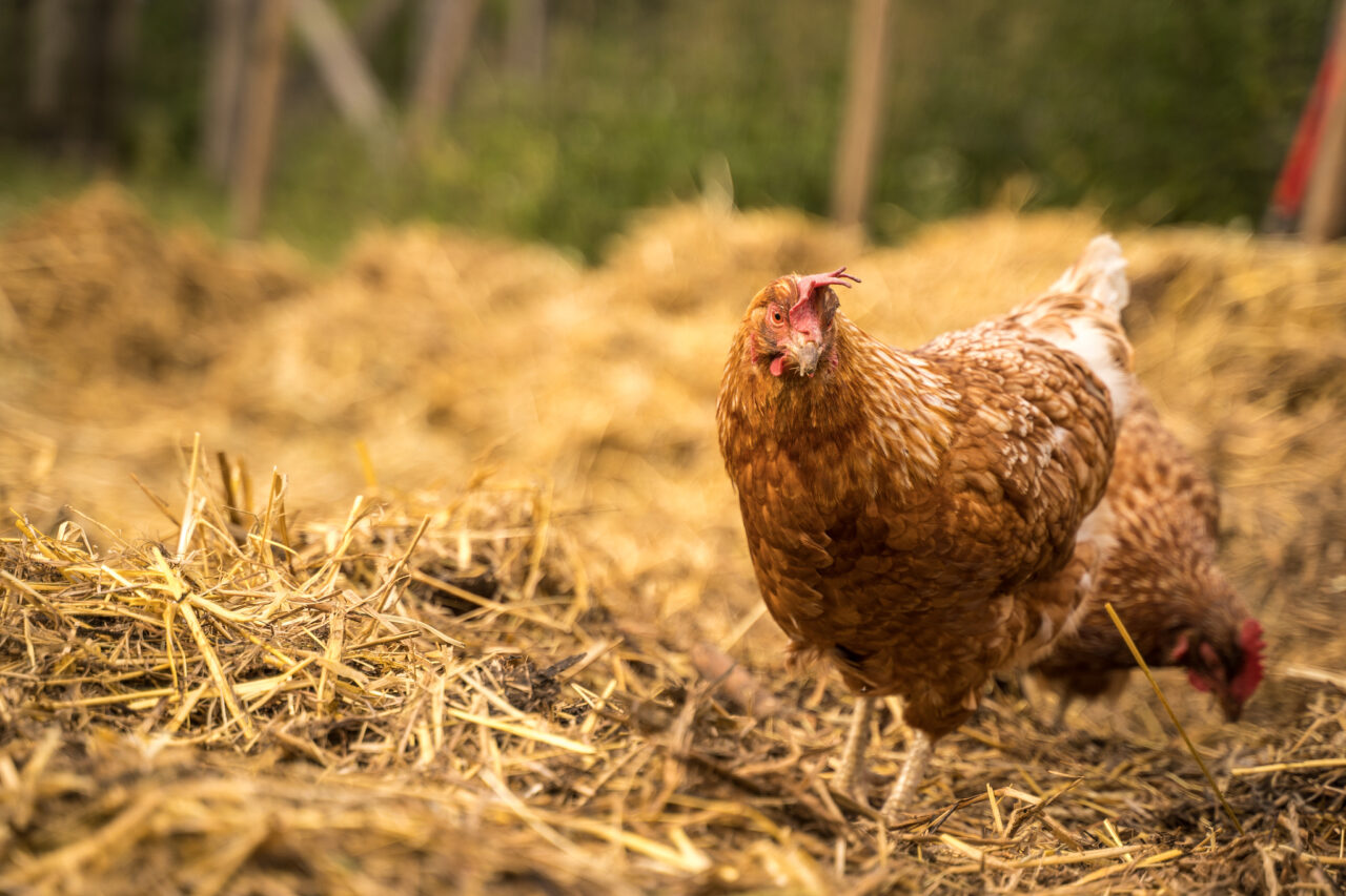 Focení zvířat na farmě – slepice