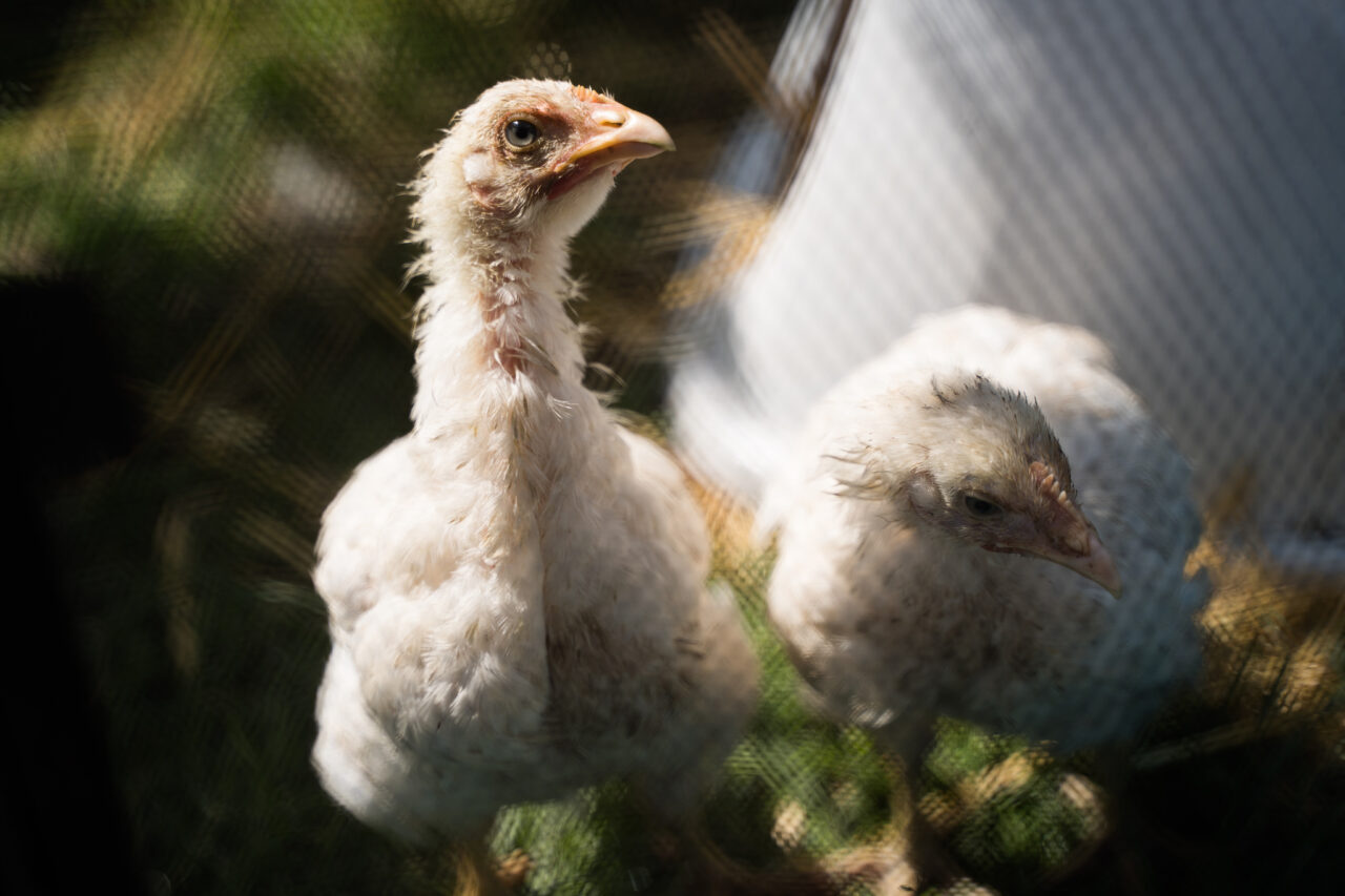 Focení zvířat na farmě – kuřata