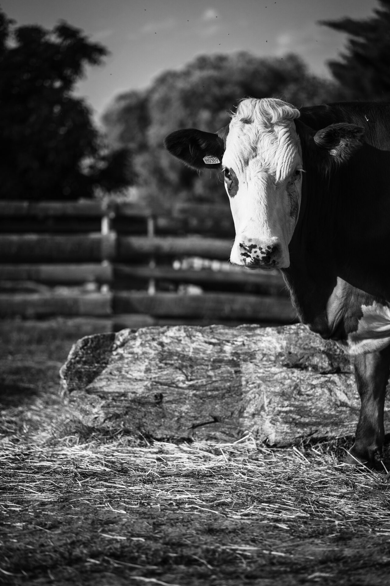 Focení zvířat na farmě – kráva v černobílé
