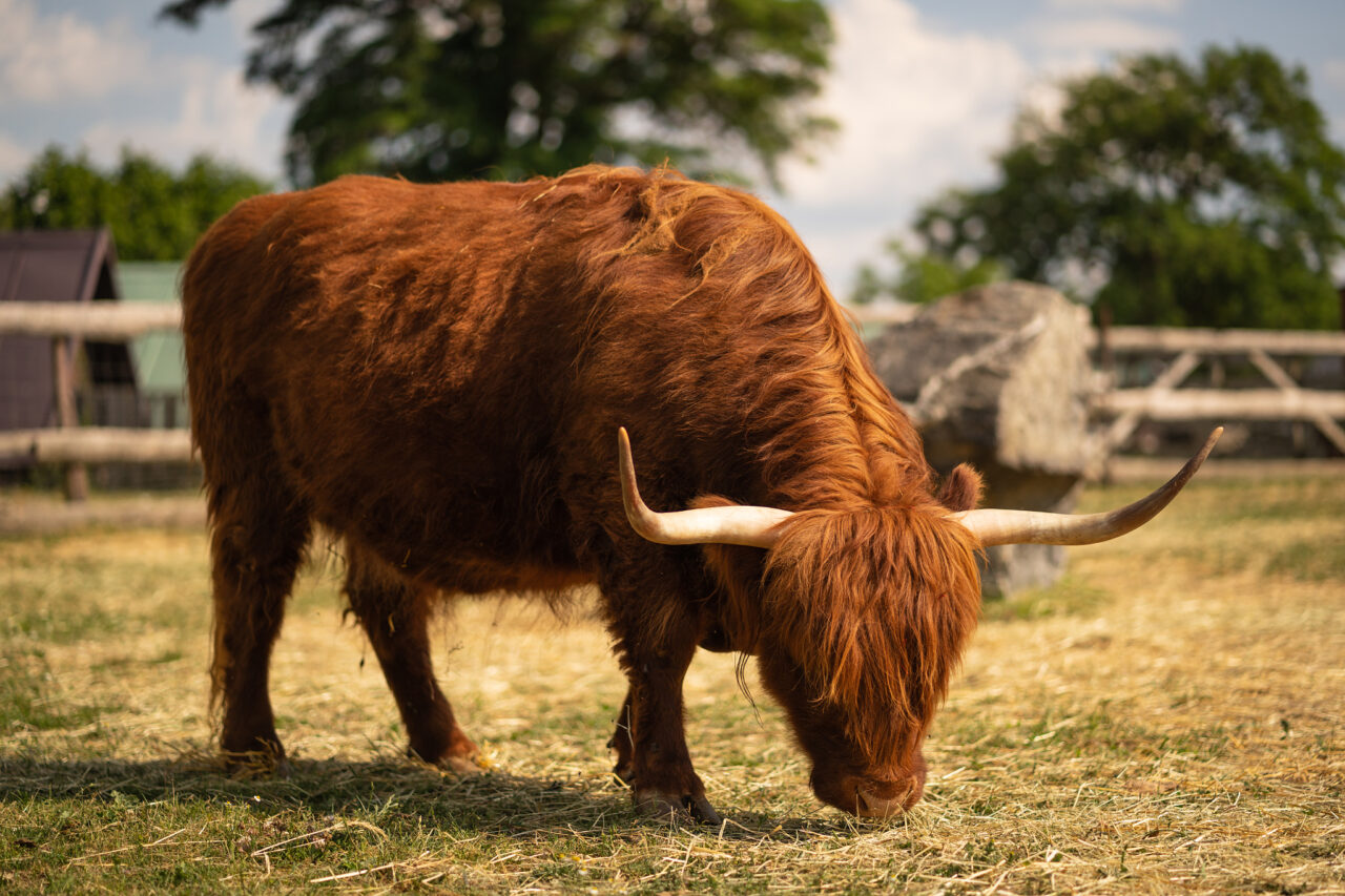 Focení zvířat na farmě – kráva