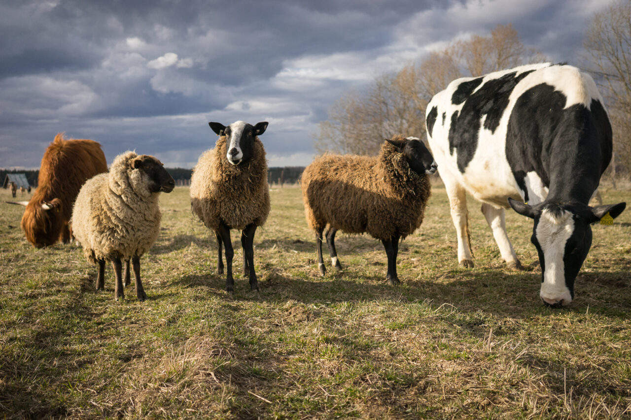 Focení zvířat na farmě – zvířata na azylové farmě