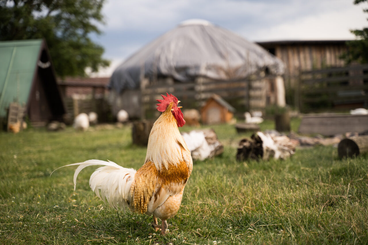 Focení zvířat na farmě – kohout na farmě