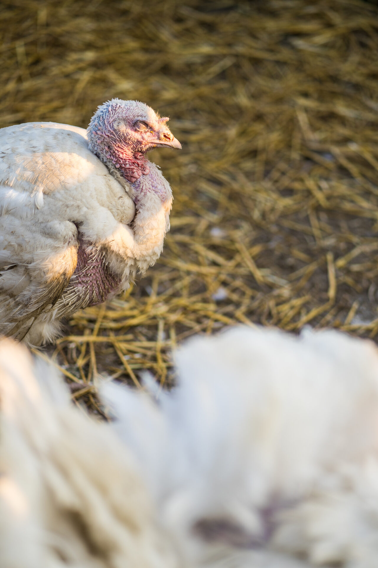 Focení zvířat na farmě – krůta