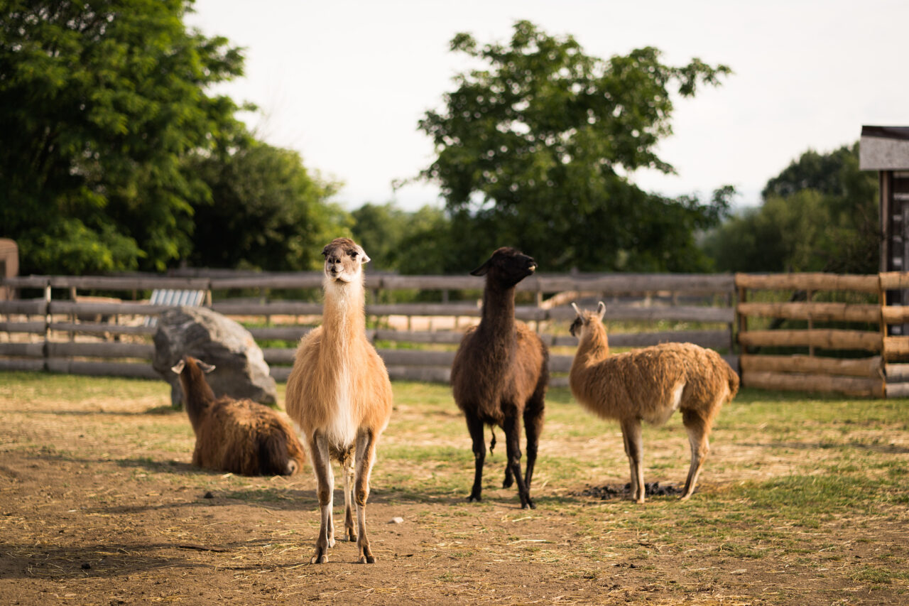 Focení zvířat na farmě – lamy
