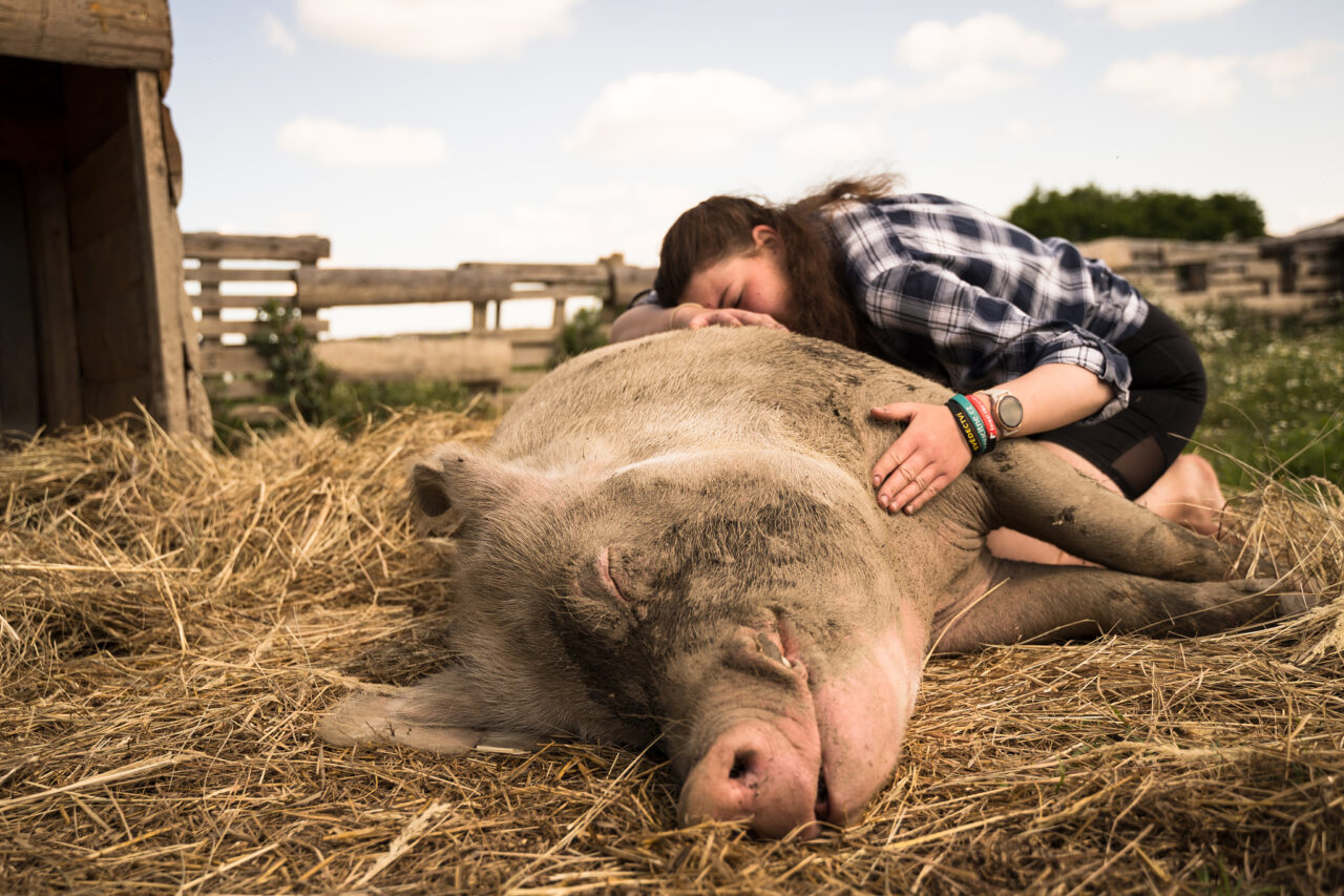 Focení zvířat na farmě – prase