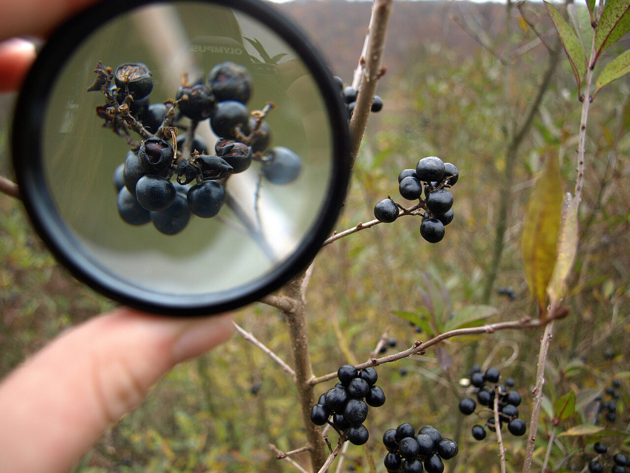 Makrofotografie bez drahé techniky: focení s lupou