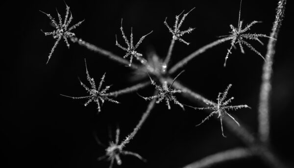 Makro v zimě? Objevte krásu, kterou v létě nenajdete