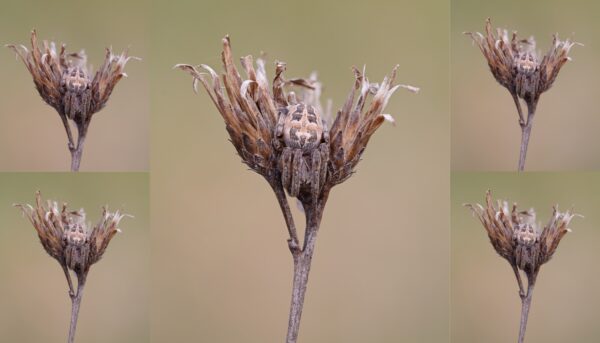 Focus stacking v Zoner Studiu: Jak vytvořit dokonale ostrou fotografii